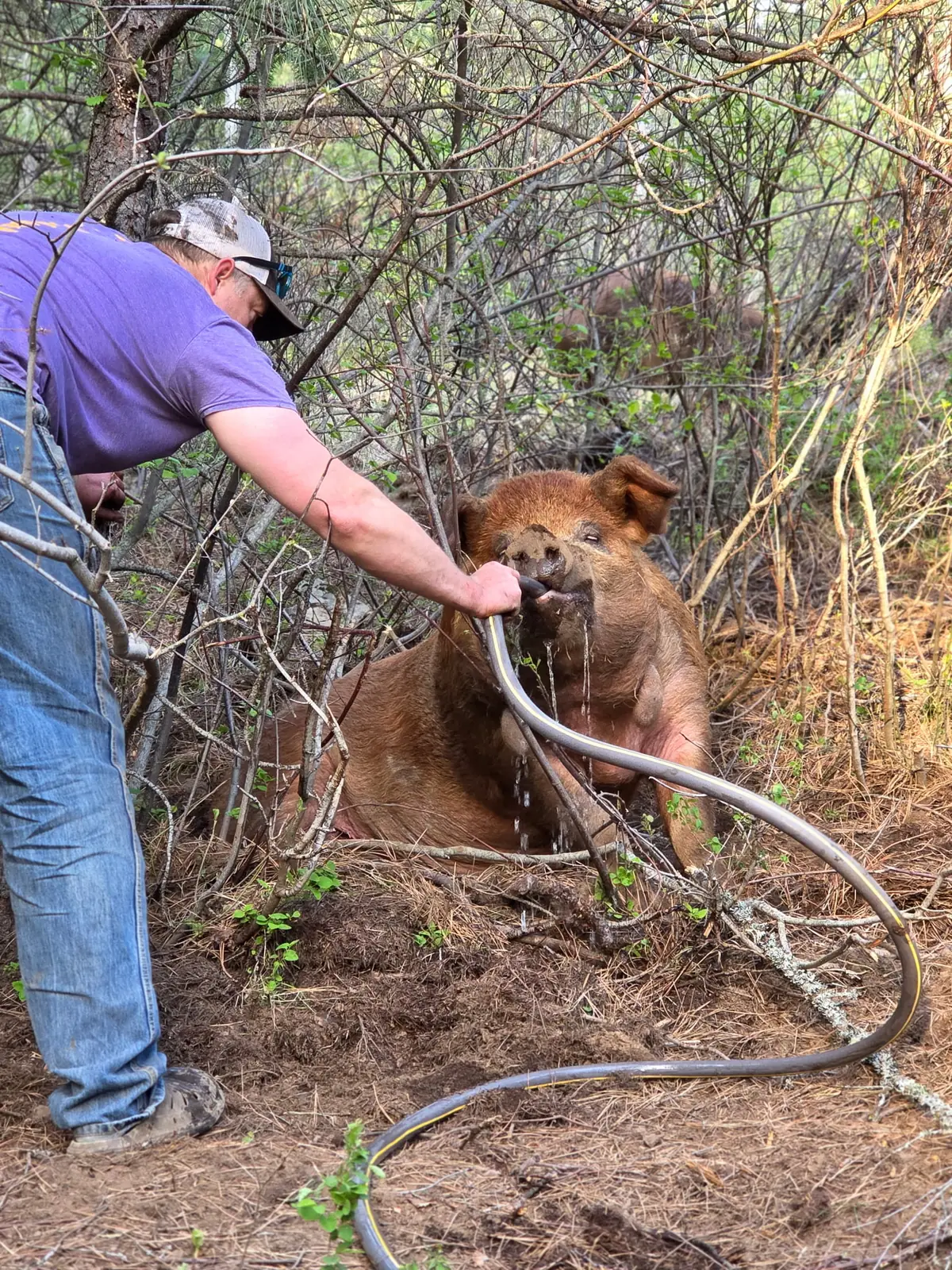 Jesse Steele caring for a Red Wattle hog on forest pasture