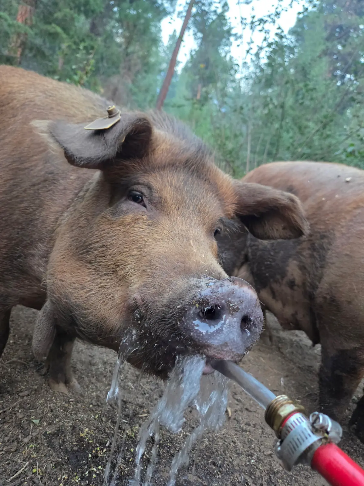Close view of a Red Wattle hog at Saorsa Farm