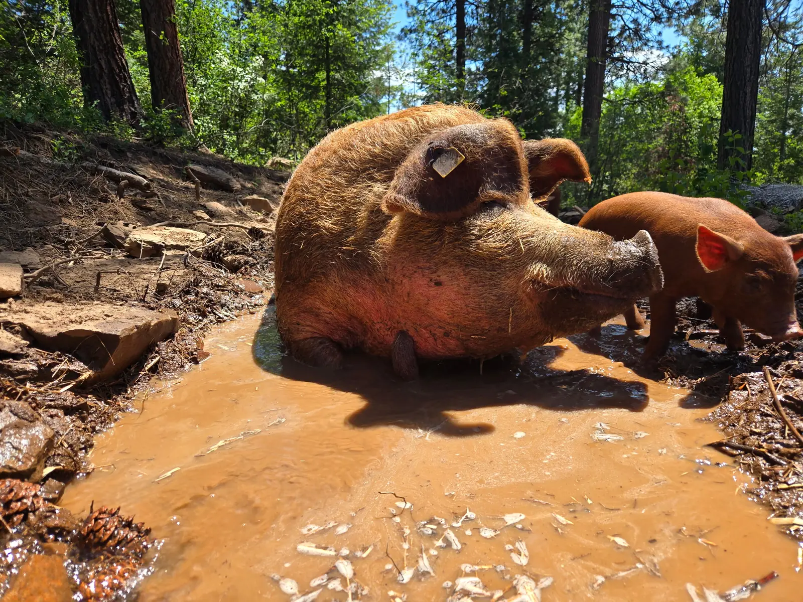 Saorsa Farm Red Wattle sow and piglet using a forest wallow
