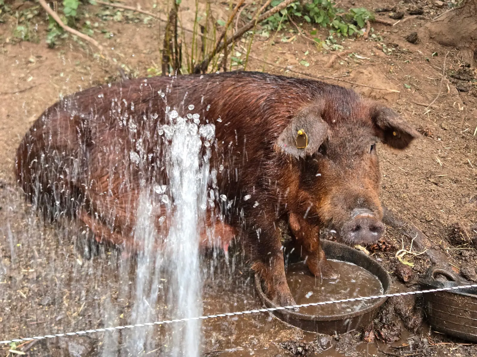 Red Wattle hog cooling off under running water